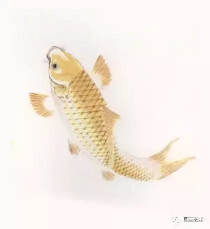 鯉魚畫